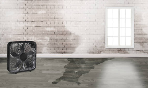 Best Ceiling water damage repair  in Rocky Point, NC